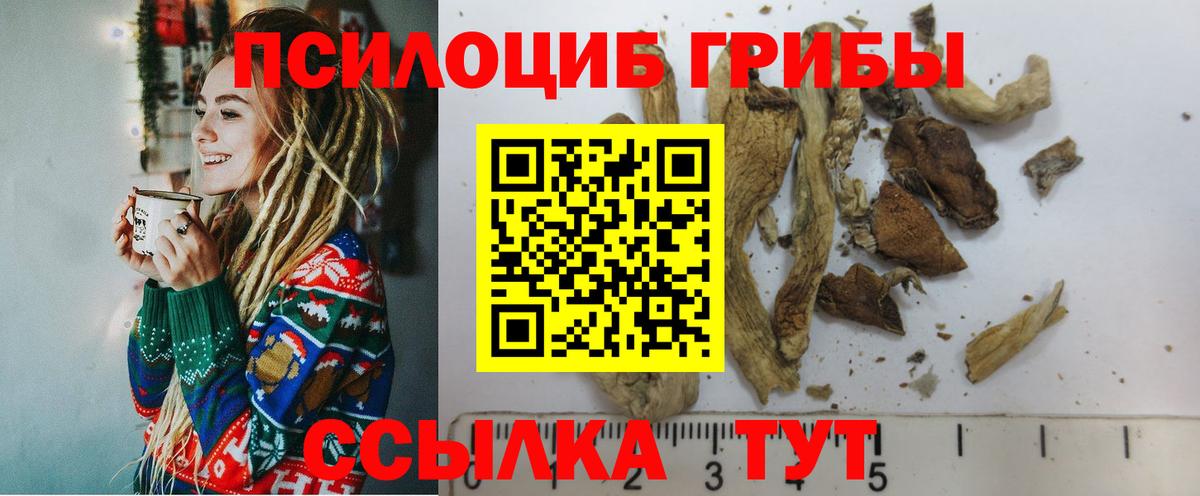 Галлюциногенные грибы Psilocybe Санкт-Петербург